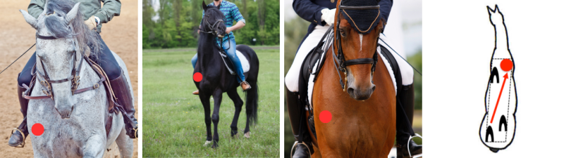 front legs straightness training and natural asymmetry