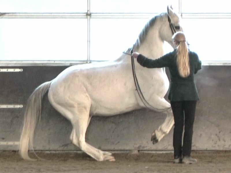 Maestro —after Straightness Training