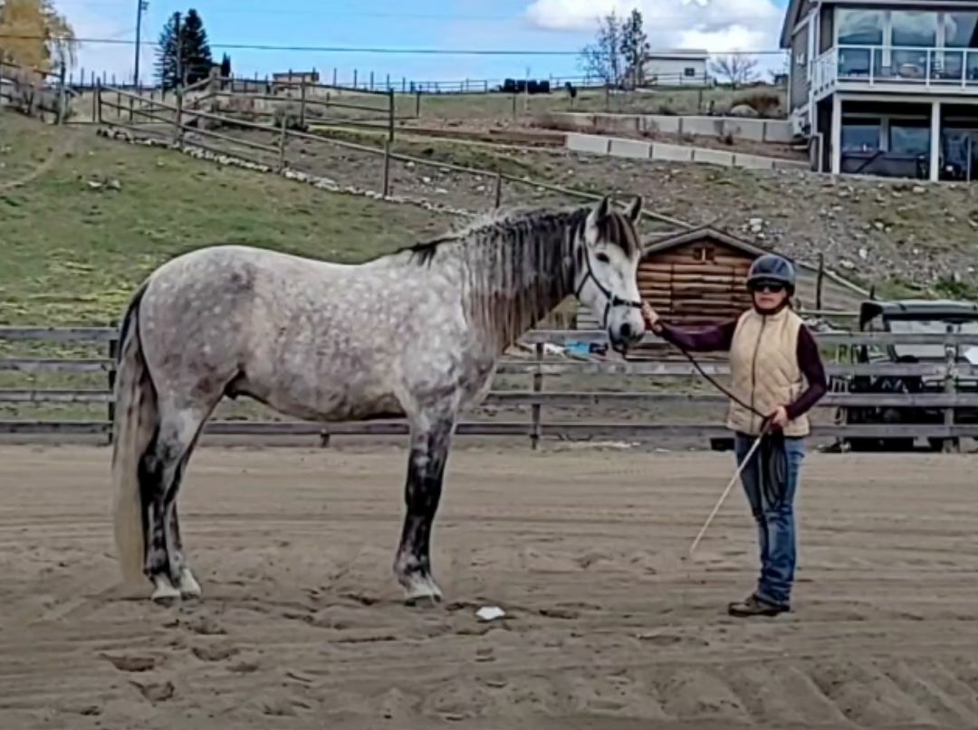 A horse in the before situation of doing groundwork in Straightness Training