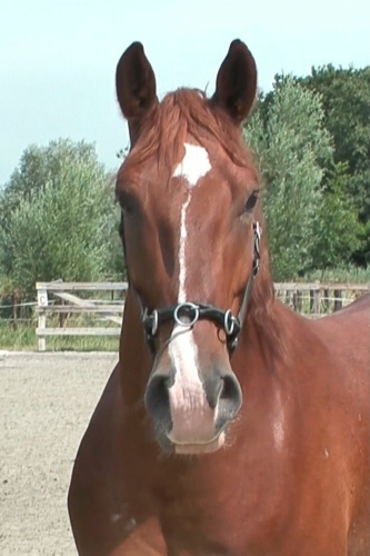 A horse looking in the camera with a cavesson on its head