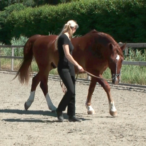A horse doing groundwork with a cavesson and a line on a circle