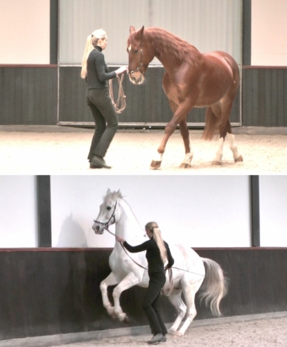 A horse doing half pass and another doing the terre a terre