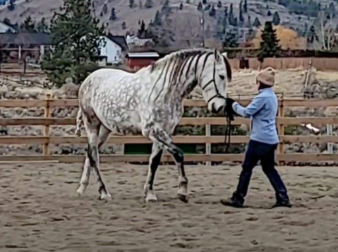 A horse doing half-pass from the ground