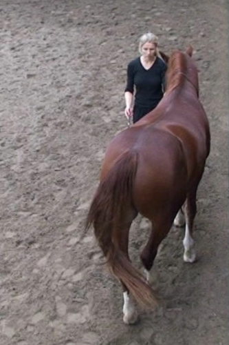 A horse doing haunches-in seeing from above