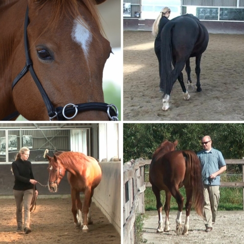 Horses with a cavesson performing basic groundwork exercises in Straightness Training