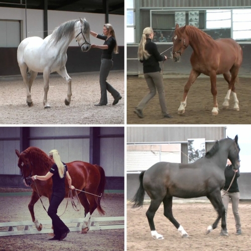 Several horses doing advanced groundwork exercises in Straightness Training