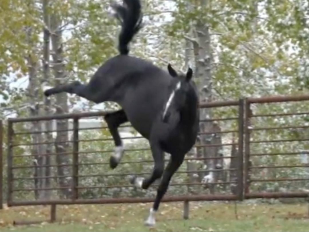 A horse bucking in a field