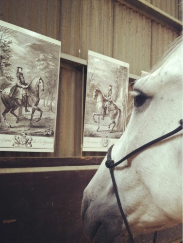riding in Straightness Training