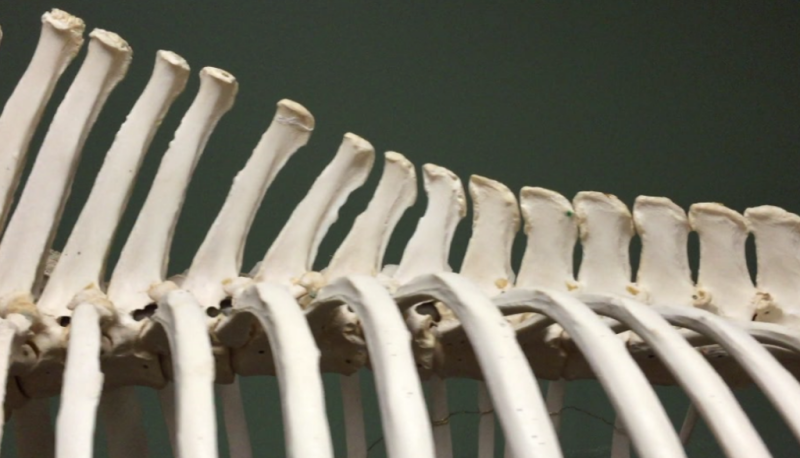 kissing spines