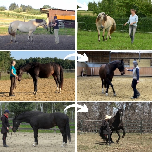 Straightness Training at liberty