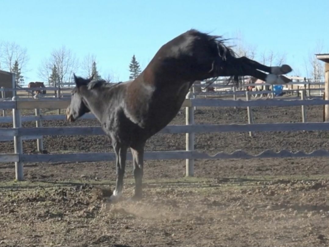 Liberty horse training
