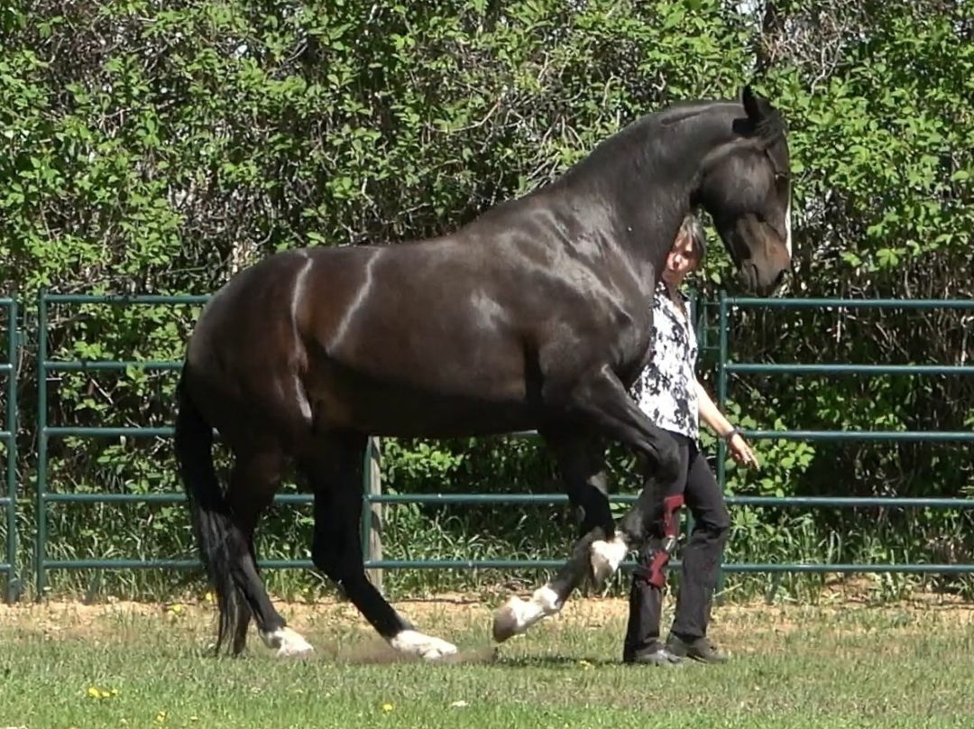 Straightness Training at liberty