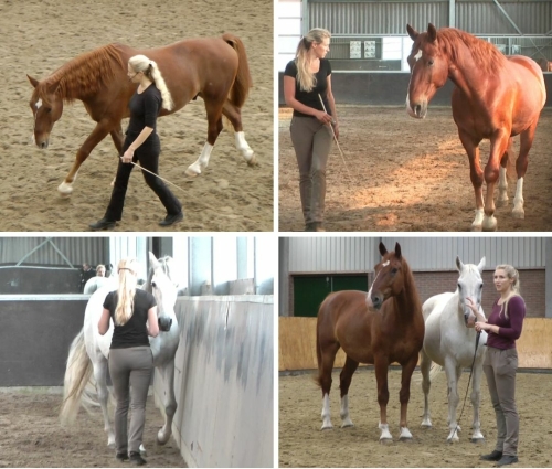 Straightness Training at liberty