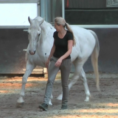 Straightness Training at liberty