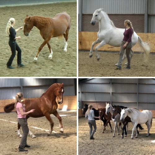 Straightness Training at liberty