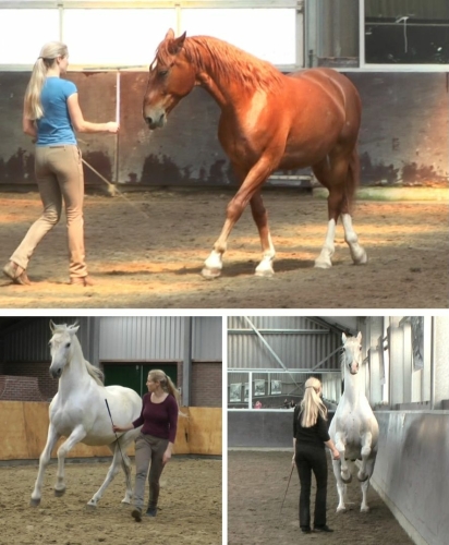 Straightness Training at liberty