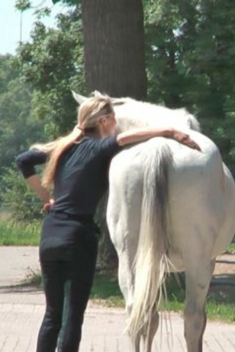 Liberty horse training
