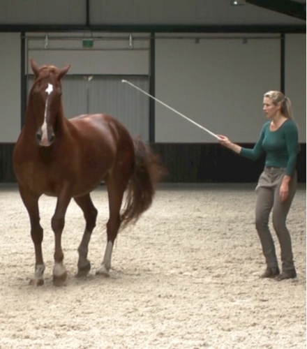 Straightness Training at liberty