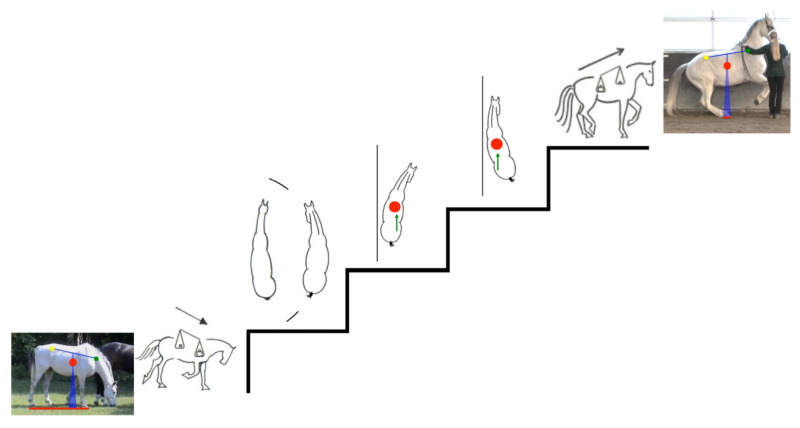 logical system of progressive exercises Straightness Training