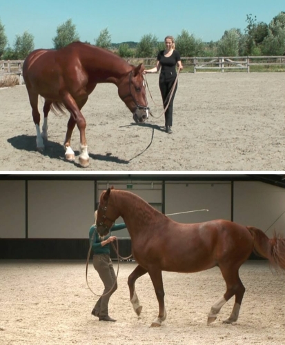 A horse moving in walk on the longe line and a horse doing piaffe on the longe line