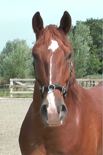 A horse with a cavesson