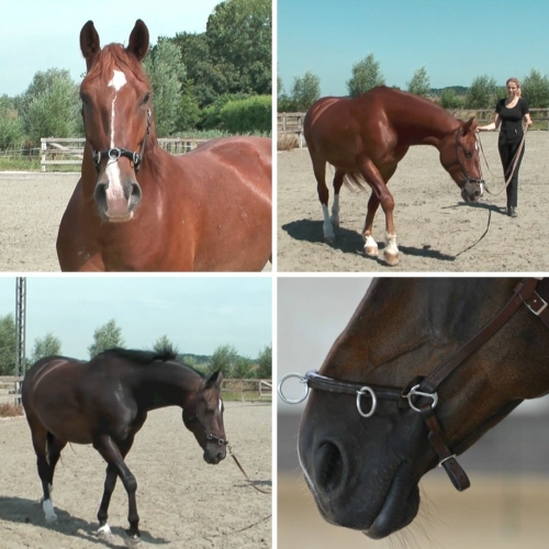 Horses with cavessons on their head on the longe line