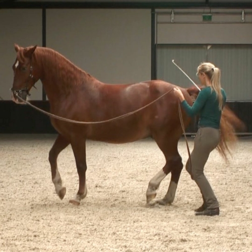 A horse doing piaffe on the longe line