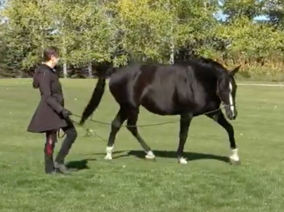 A horse moving in trot on the longe in a field