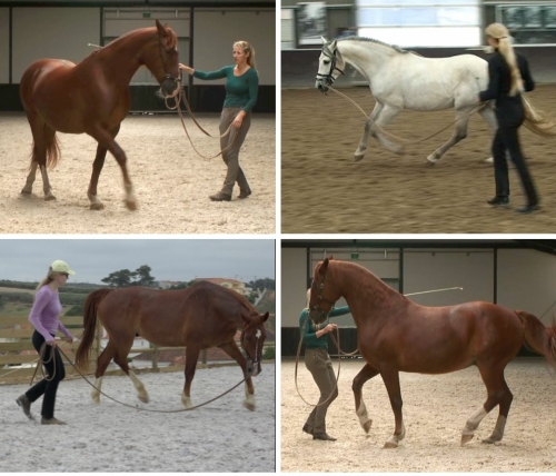 Horses in walk, trot and canter on the longe