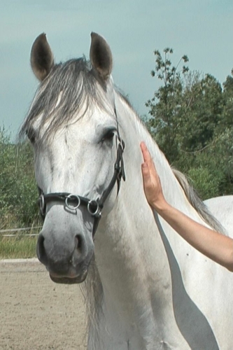 A horse with a cavesson