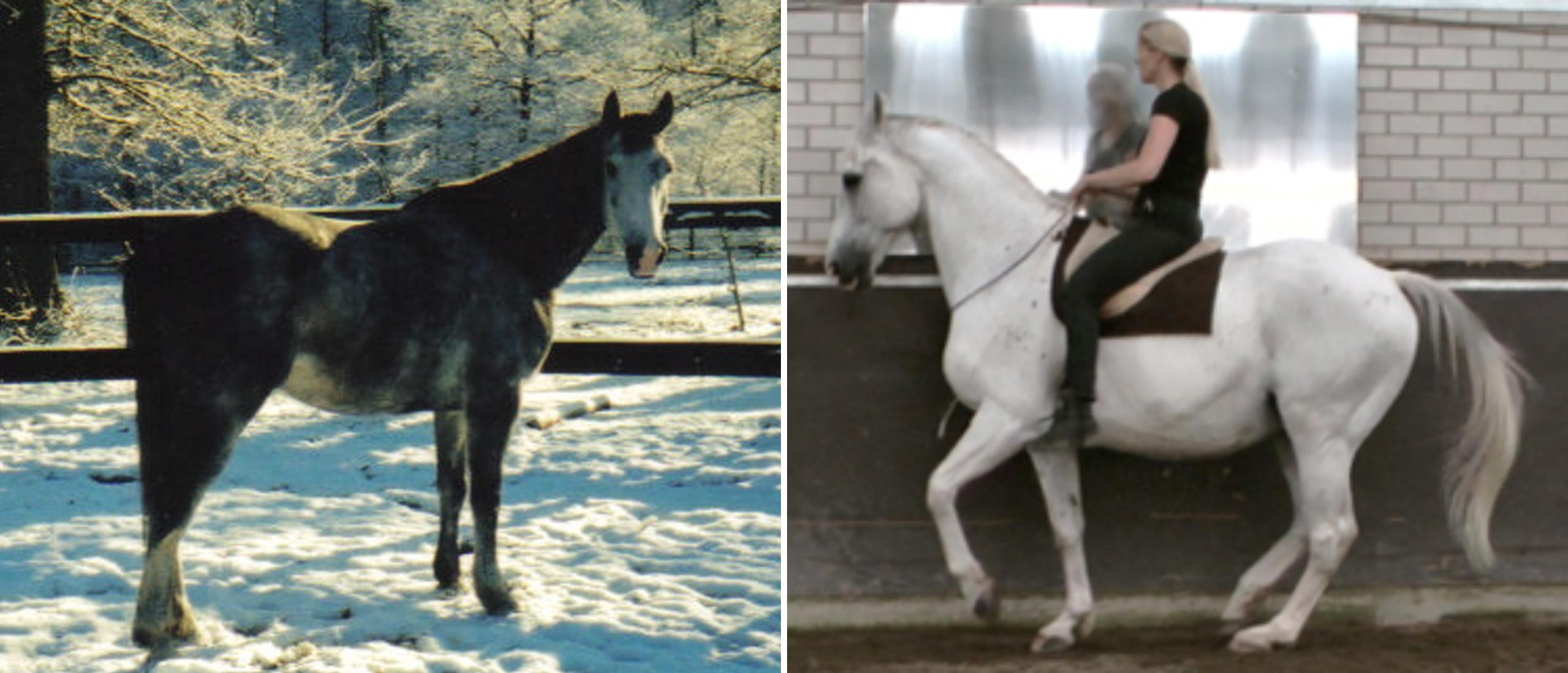 The Legacy of Maestro (1994-2025)