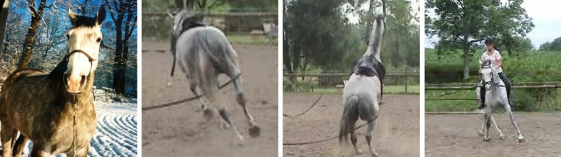 Maestro running, rearing, resisting
