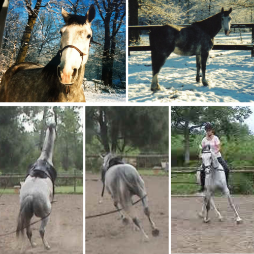 Straightness Training