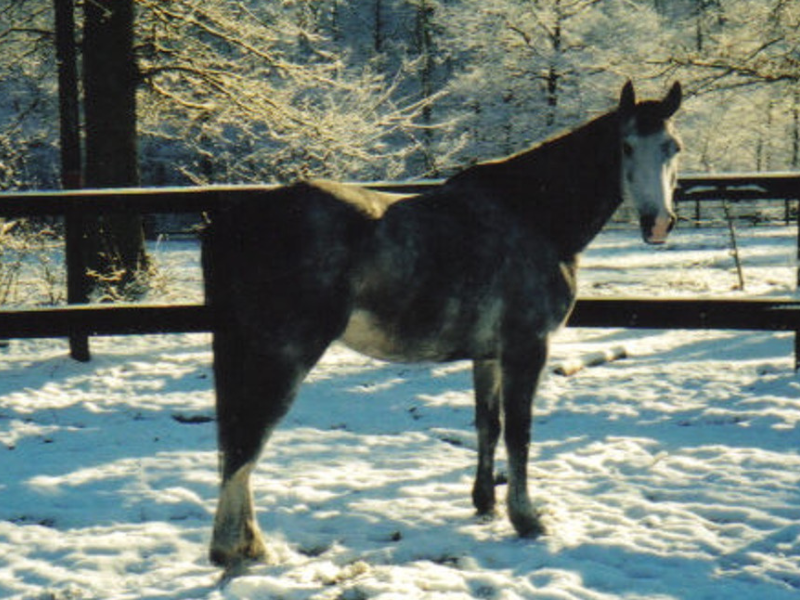Maestro — The horse who STarted it all