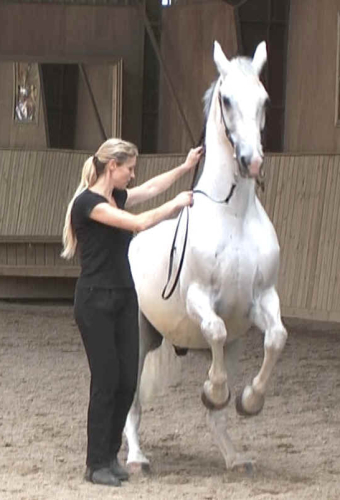 Maestro — the horse who started it all