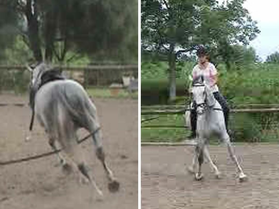 Before proper riding in Straightness Training