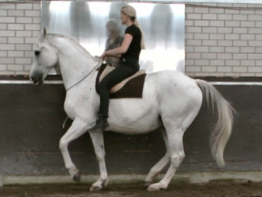 A horse ridden brideless in piaffe