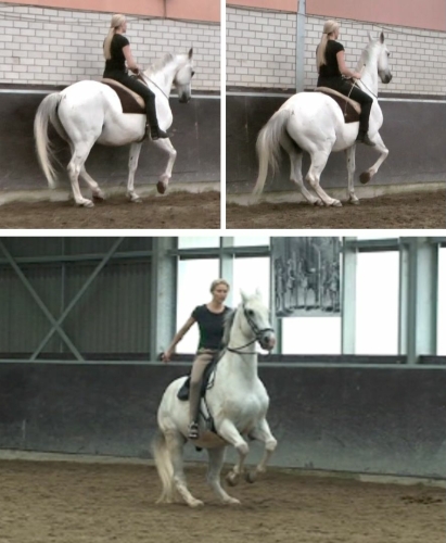 Horses doing the piaffe, school halt, and levade