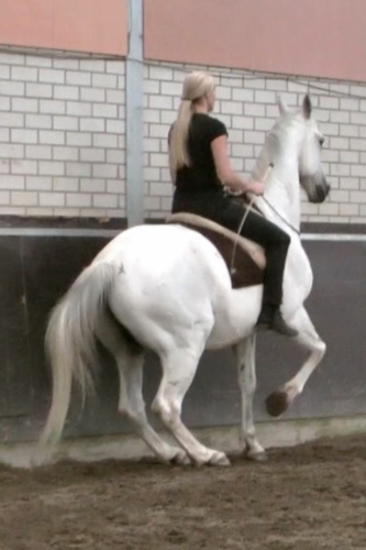 A horse doing the school halt