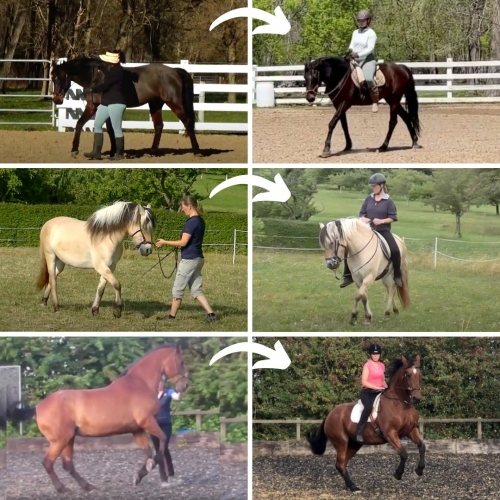 Several riders doing groundwork to prepare for riding
