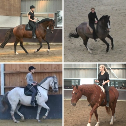 Horses moving in walk, trot and canter, doing piaffe and pirouette
