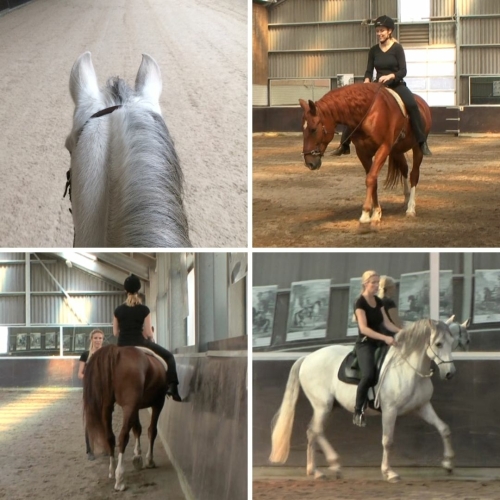 Horses moving on the circle in walk and trot and in haunches-in