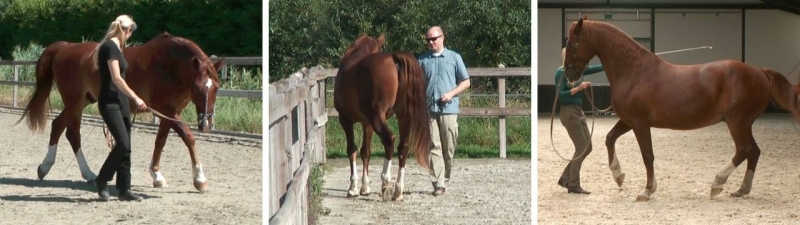 solution Solution to natural asymmetry: Straightness Training