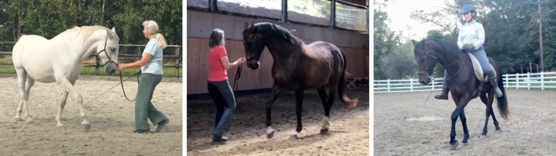 Solution: Horse Yoga Horse Pilates