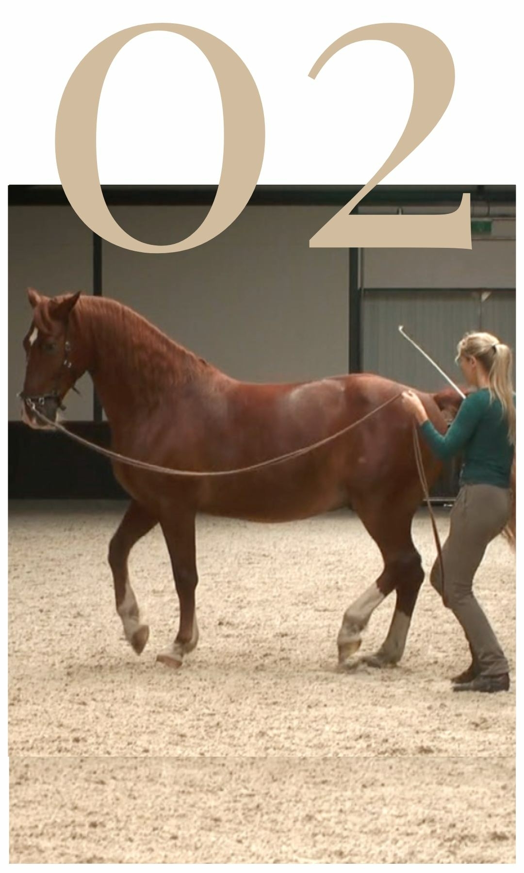 Five Training Pillars