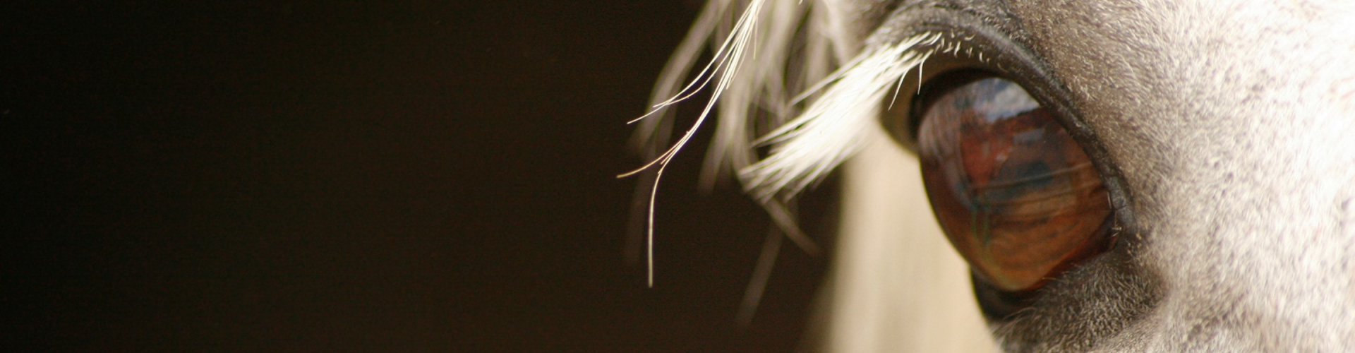 Success STories Straightness Training