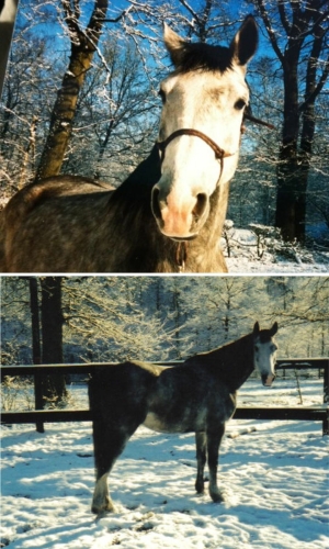 Straightness Training