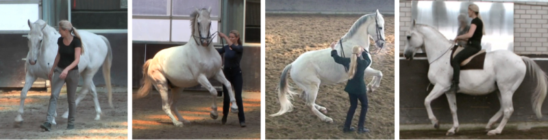 Maestro the war horse