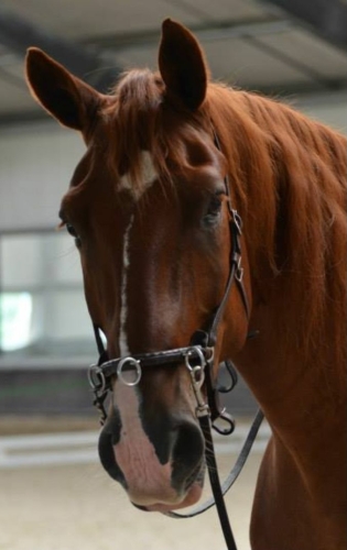 A horse with a cavesson and reins