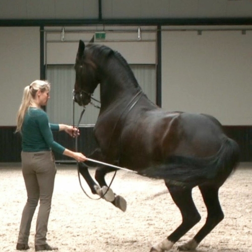 A horse in the levade in work in hand